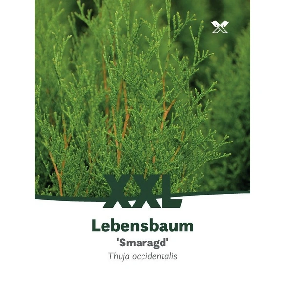Lebensbaum, Thuja occidentalis »Smaragd«, immergrün