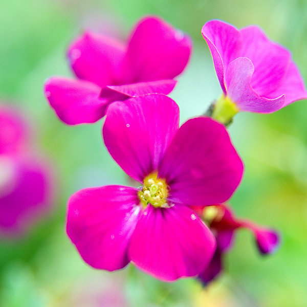 6 x Aubriète 'Cascade Red - Aubrieta 'Cascade Red'- godet 9cm x 9cm