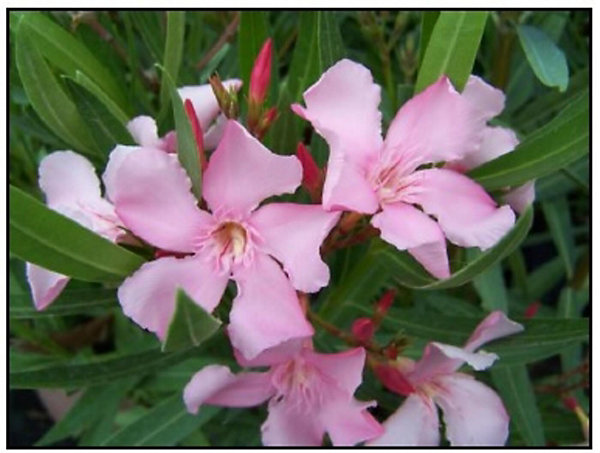 Arbres et plantes - Laurier rose 'magaly' - Pot 80 L - H 200 cm - 150cm - Rose vif - Extérieur