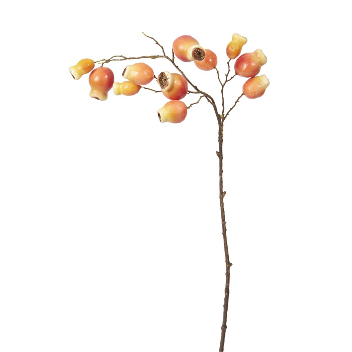 CANINA - Branche d'églantier H64