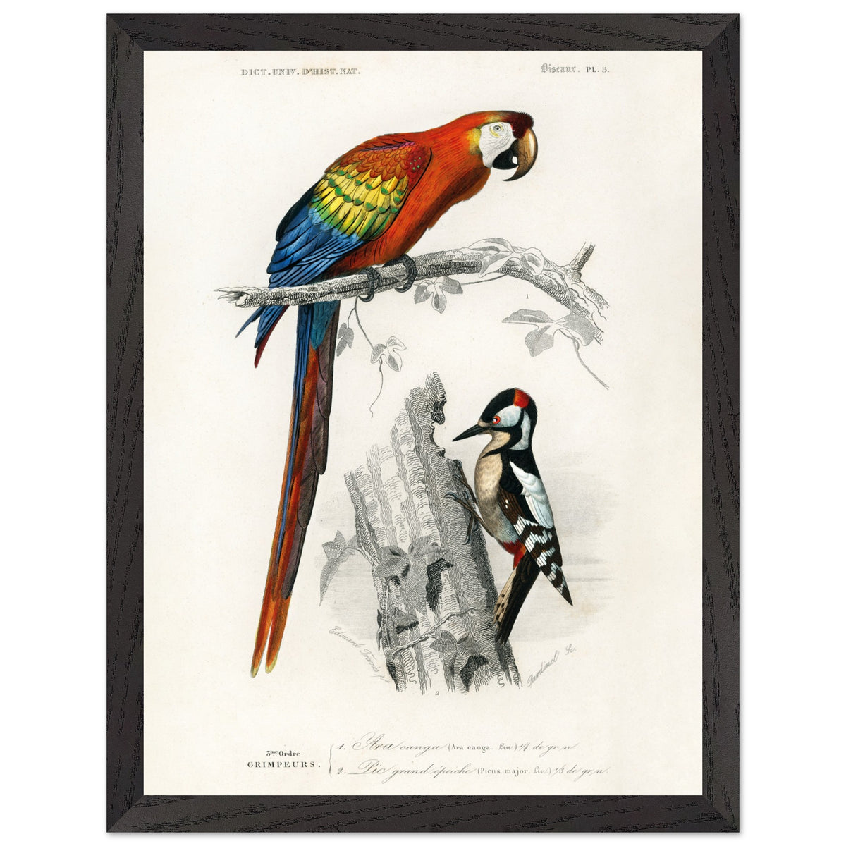 Artfulprints Poster met Lijst Charles Dessalines d'Orbigny - Different types of birds  - 30x40 cm - Meerkleurig