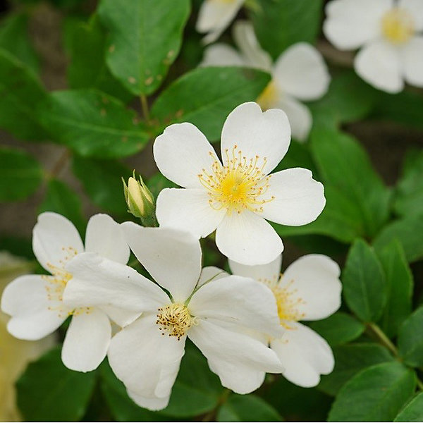 2 x Rosier grimpante - Rosa 'Filipes Kiftsgate'