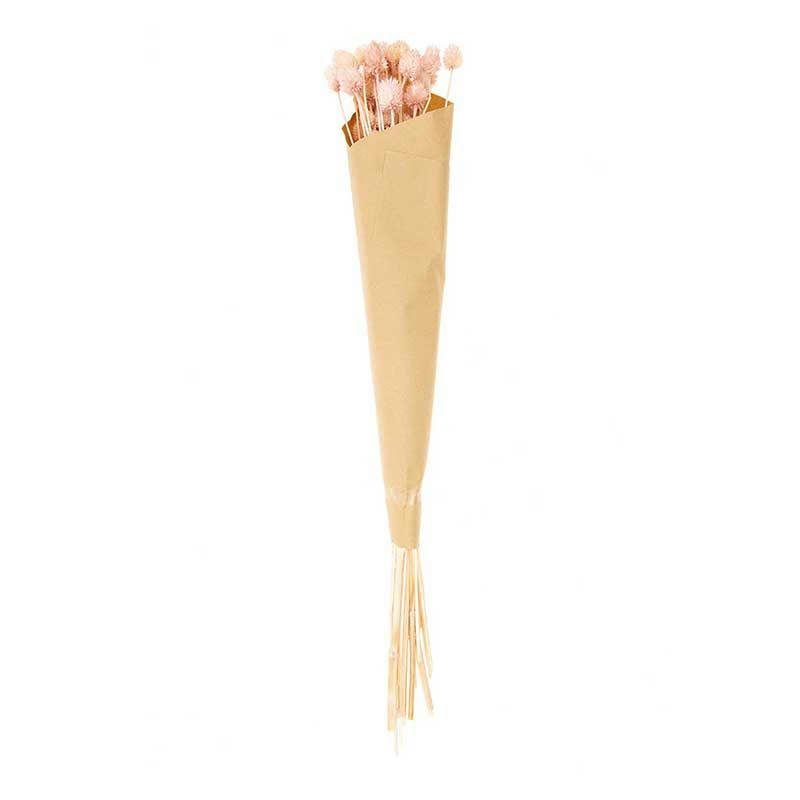 CADÈRE - Cardères japonais séchés rose 70cm