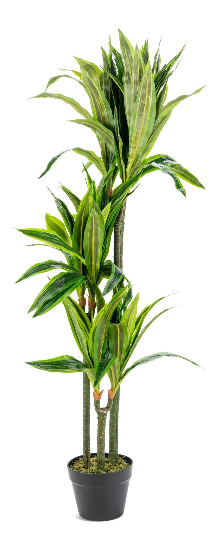 Naturae Décor Artificial Indoor/Outdoor Dracaena Plant in Black Pot, 47-in