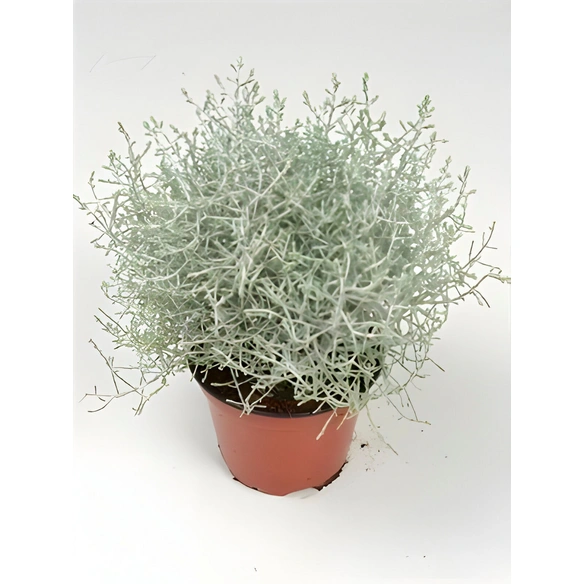 Stacheldrahtpflanze, Calocephalus brownii, max. Wuchshöhe: 20 cm, Blüte: gelb