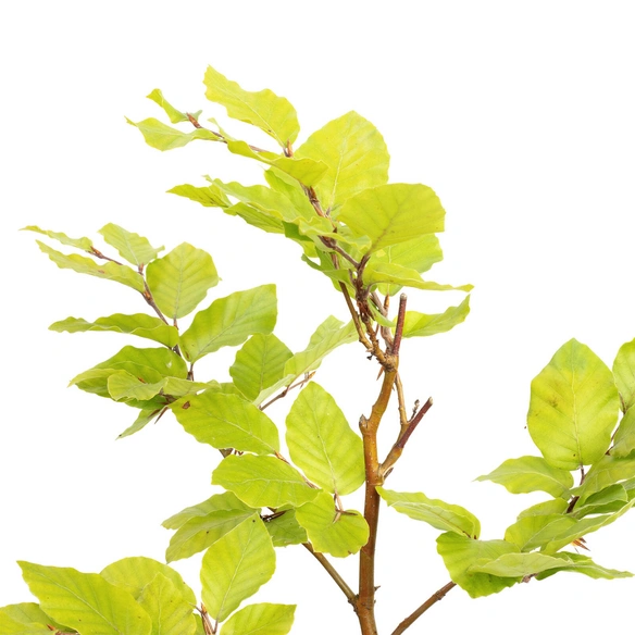 Rotbuche, Fagus Sylvatica