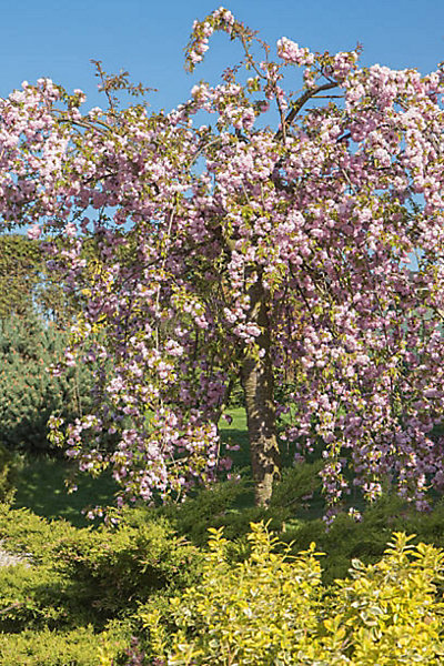 Arbres et plantes - PRUNUS serrulata Kiku shidare zakura - Pot 30 L - 300cm - Rose pâle - Extérieur