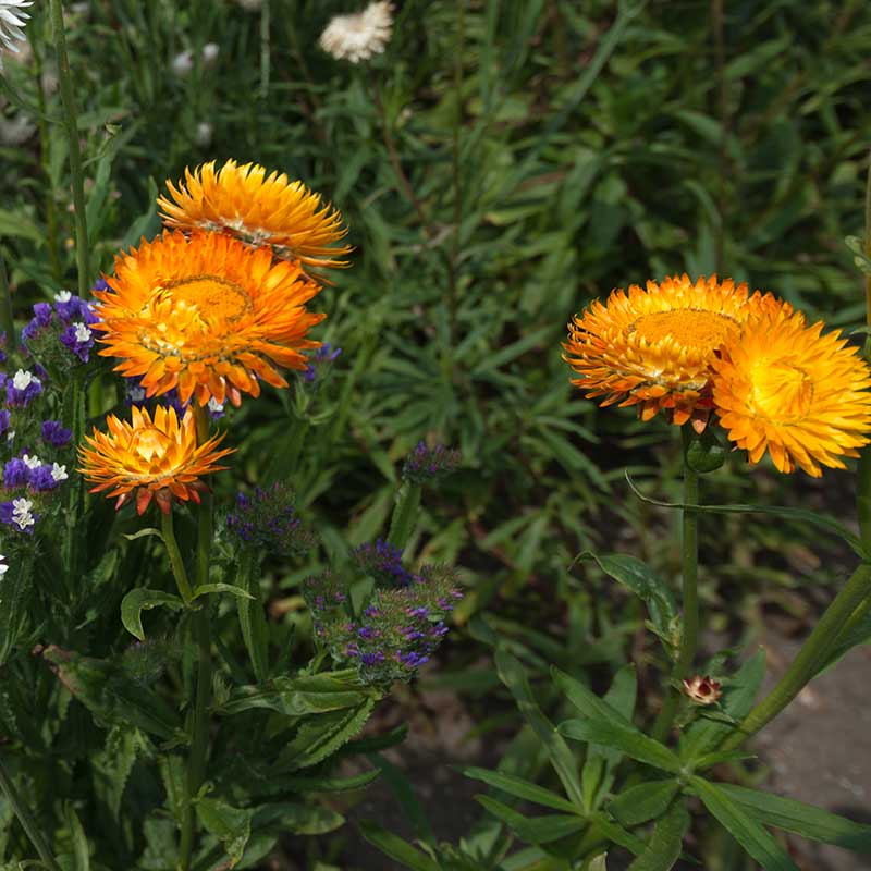 Jätteeternell 'Golden Yellow'