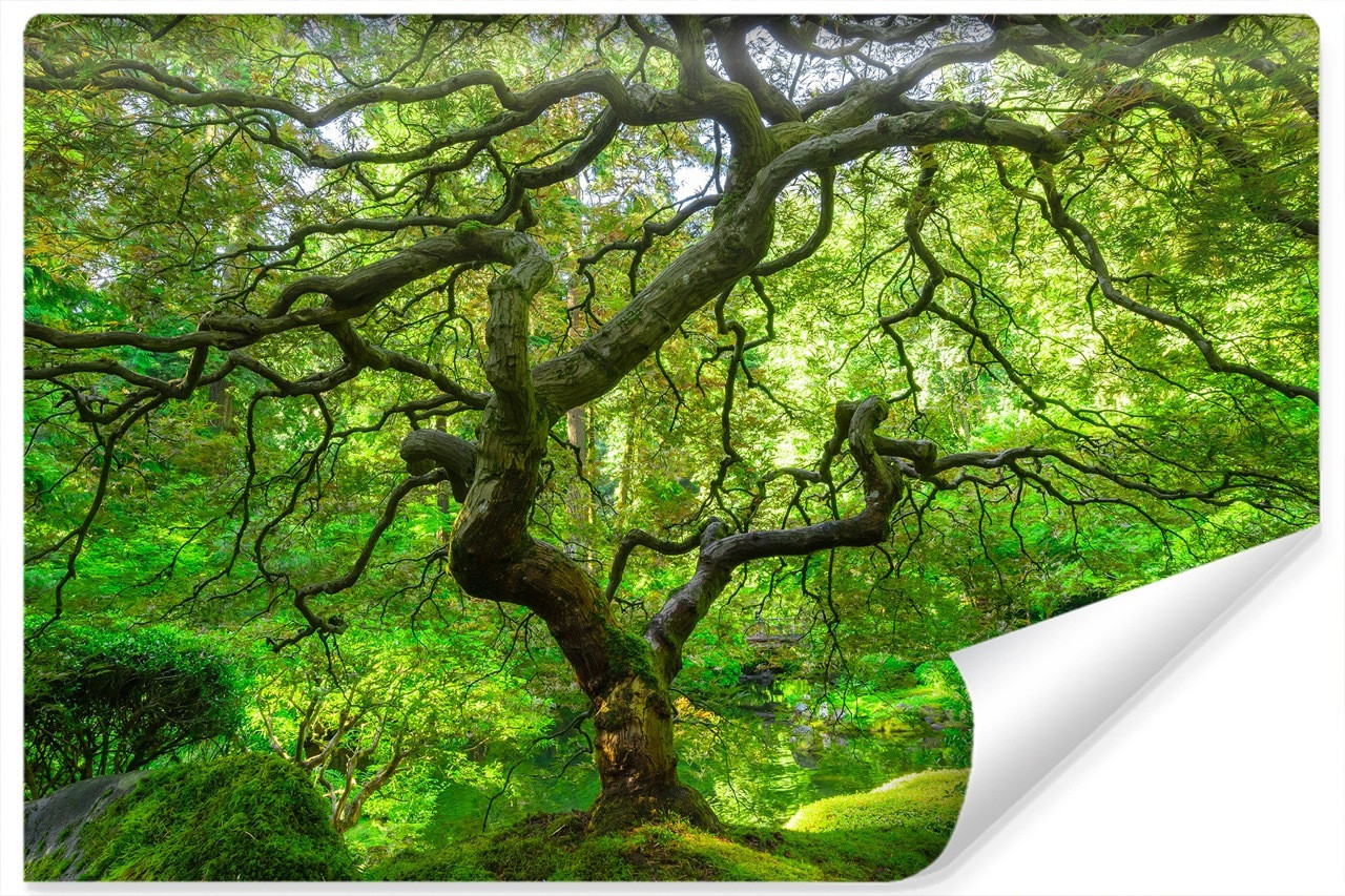 Fototapeta Ogród Japoński Natura 3D 90x60cm