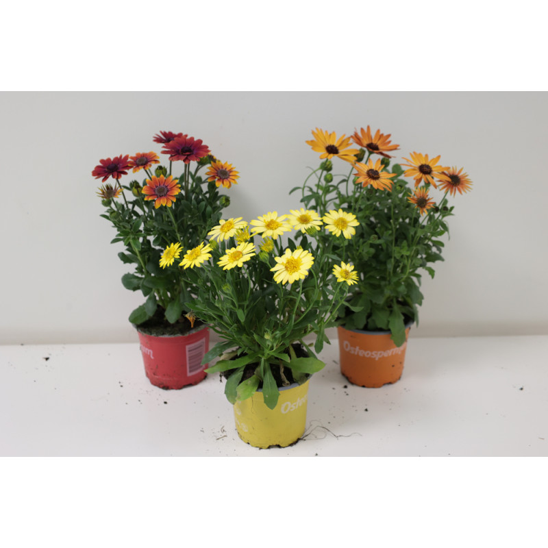 Osteospermum en pot