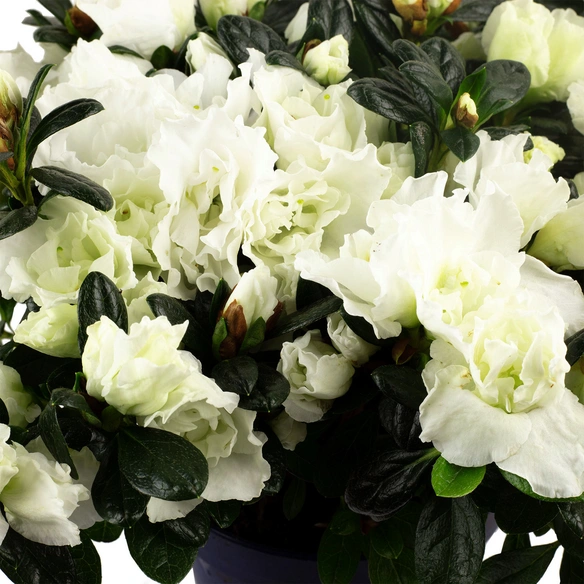 Azalee, Rhododendron simsii, weiß, Höhe: 40 - 60 cm