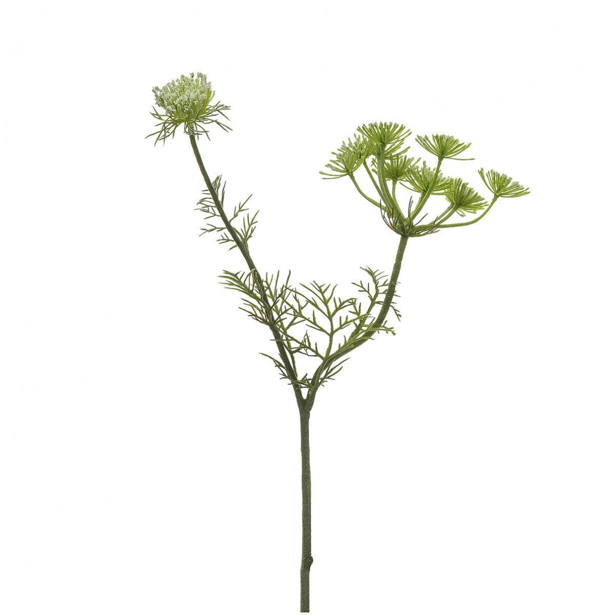 - Tige de carotte sauvage H42