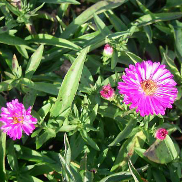 6 x Aster nain 'Anneke' - Aster dumosus 'Anneke'- godet 9cm x 9cm