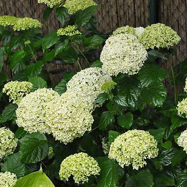 Hortensia de Virginie 'Annabelle' - Hydrangea 'Annabelle'- 60-80 cm pot