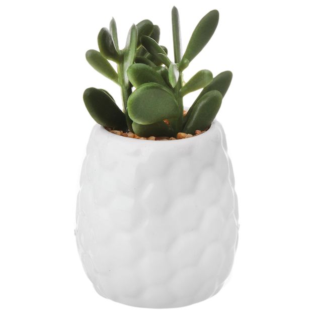 SUCULENTA JADE MINI ARRANJO KOMODO