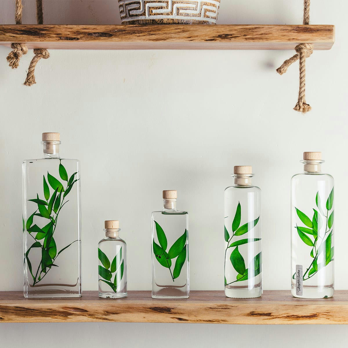 HERBARIUM DE THEOPHILE - Plante immergée Ruscus vert