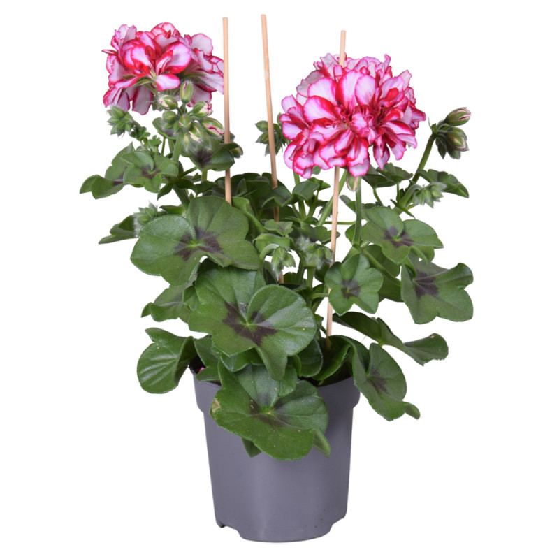 Géranium Lierre à fleurs doubles en pot