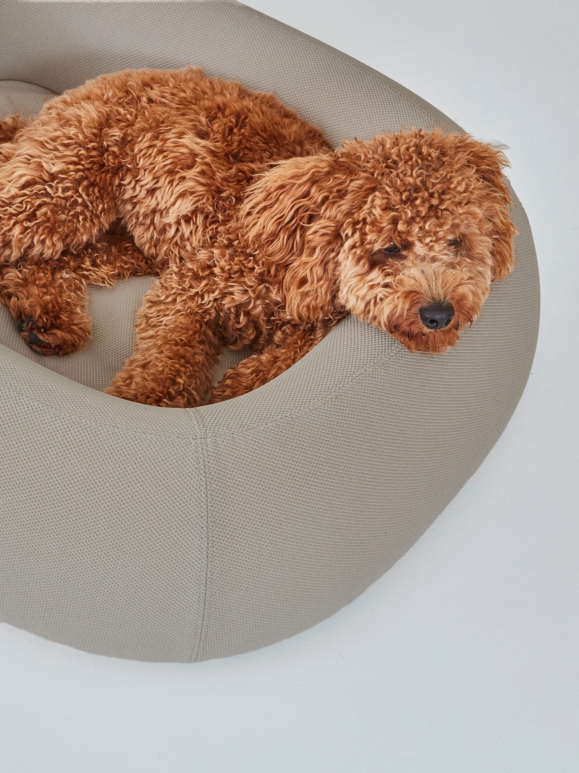 Hundebett Barca, in verschiedenen Größen