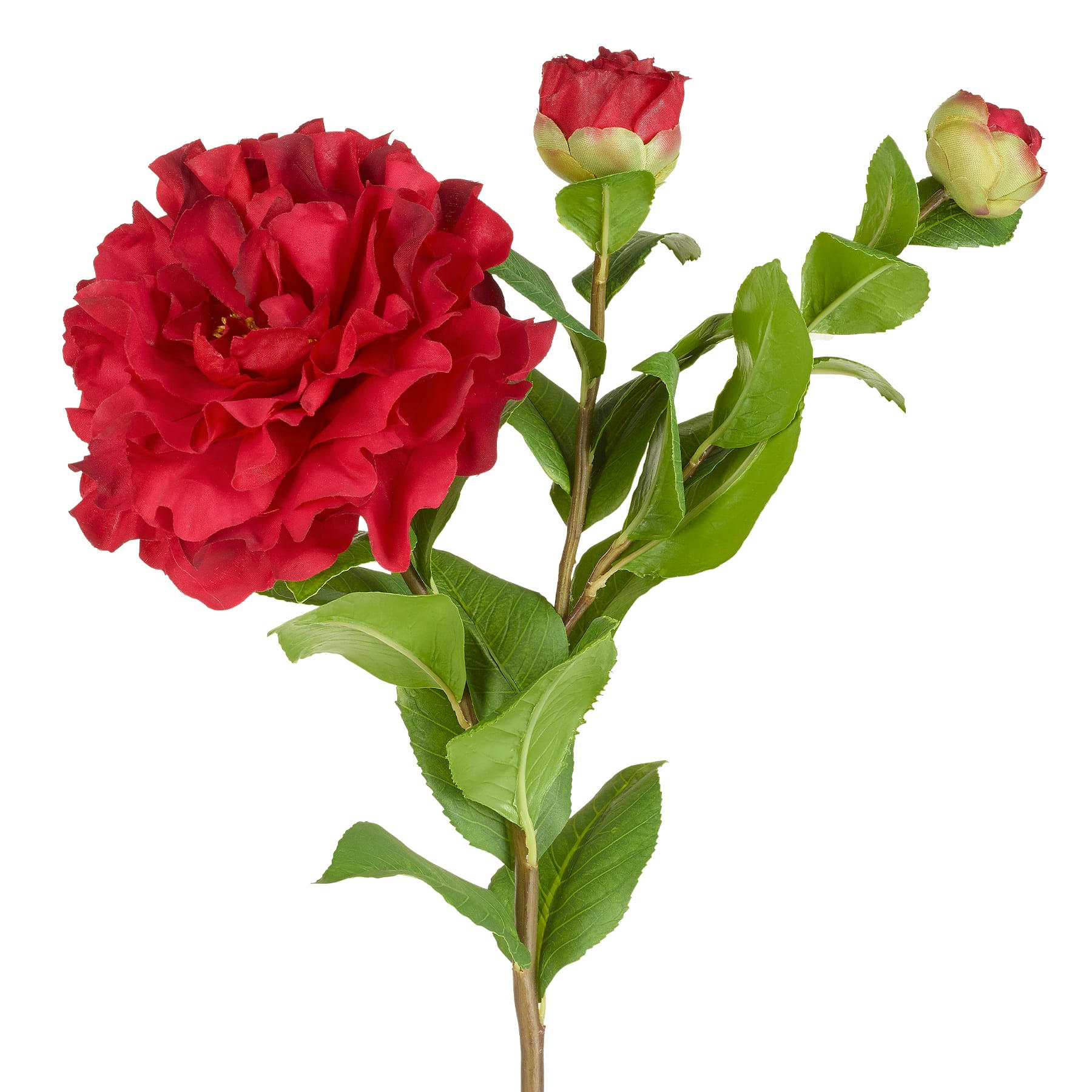 - Tige de camélia avec 2 boutons