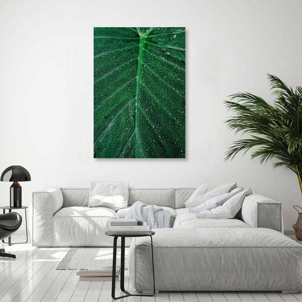 Feeby Obraz na płótnie Krople wody na dużym liściu 40x60