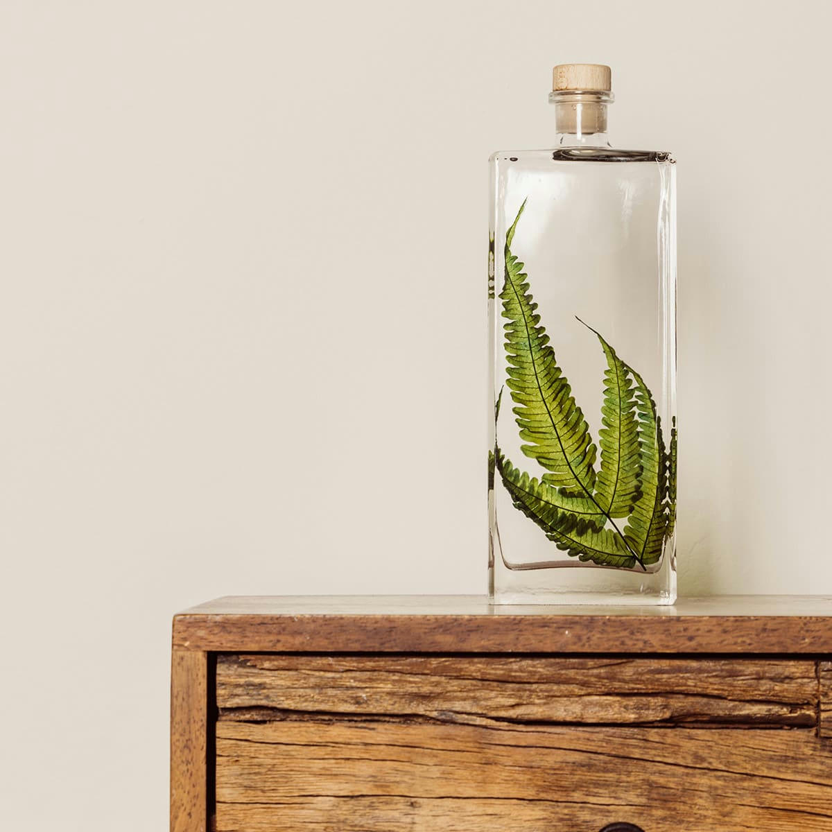 HERBARIUM DE THEOPHILE - Plante immergée Argyrea