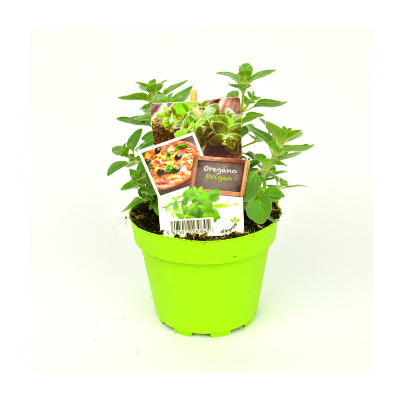 Origan grec en pot
