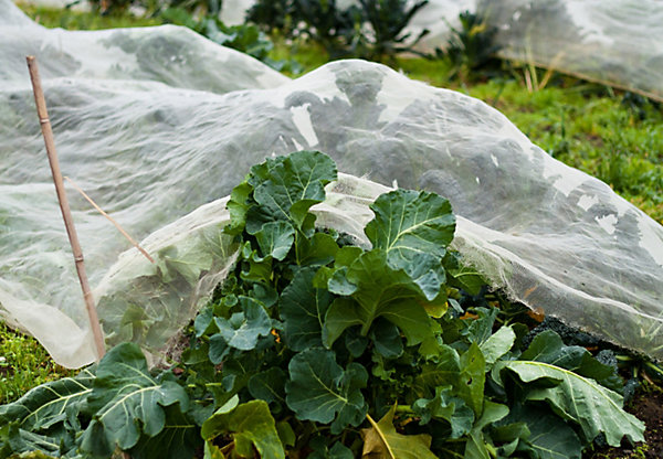 Filet anti-insectes 50gr/m² 8m x 10m Cristal