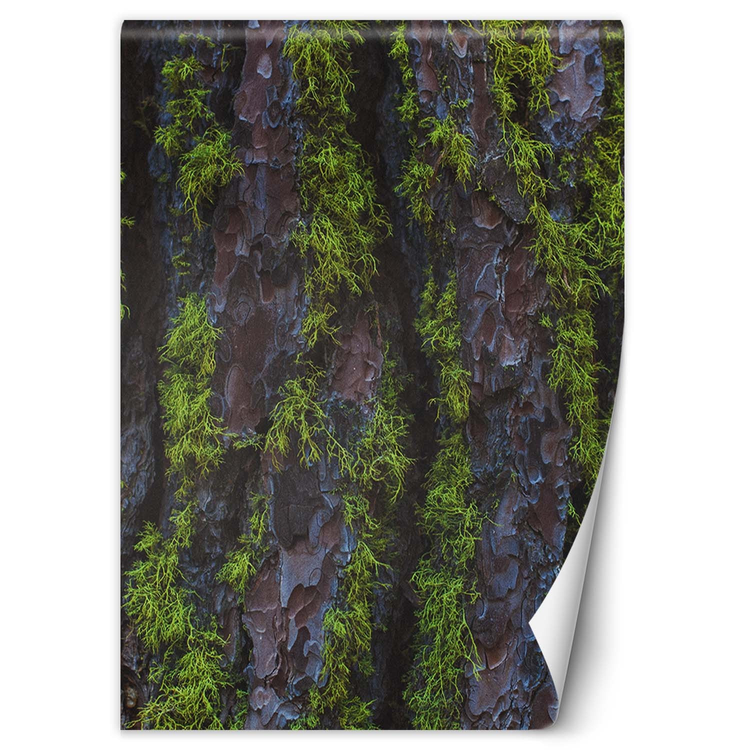 Feeby Fototapeta, Drzewo mech 100x140
