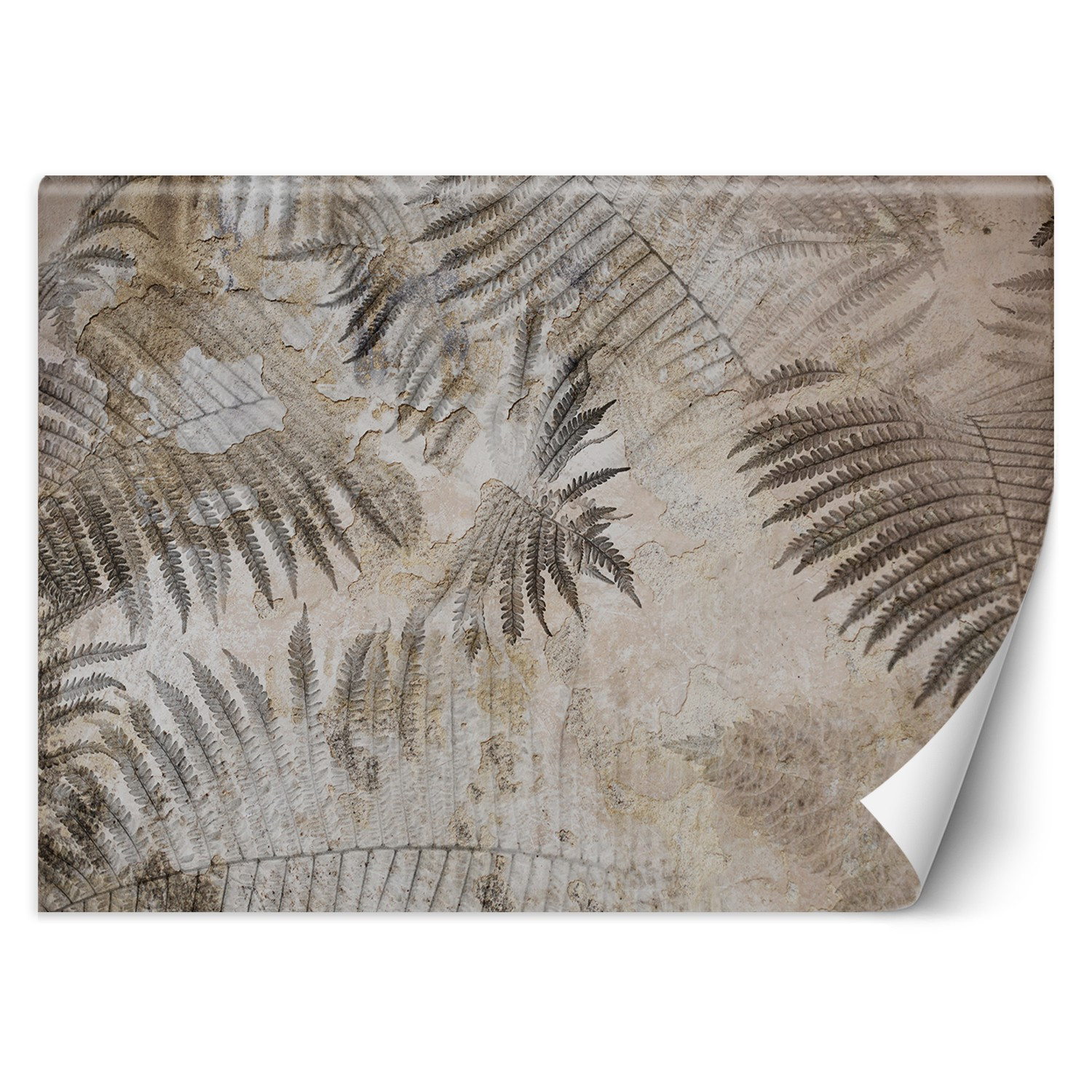 Feeby Fototapeta, Beton Paproć Liście Szary 150x105