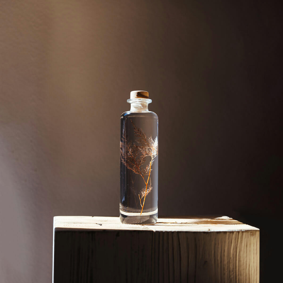 HERBARIUM DE THEOPHILE - Plante immergée Fougère Flocon blush