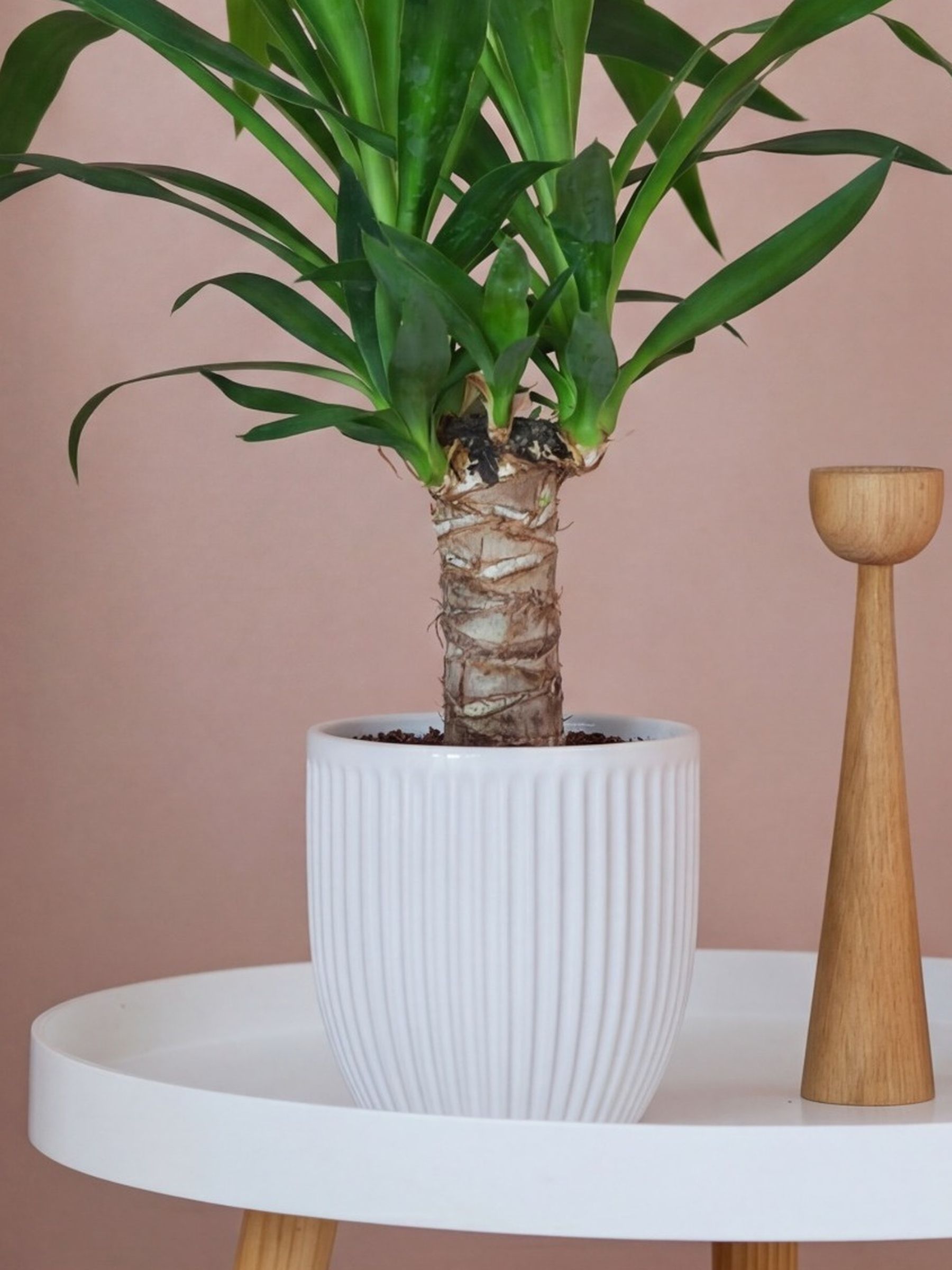 Beards & Daisies White Real Yucca Plant in Ribbed Pot
