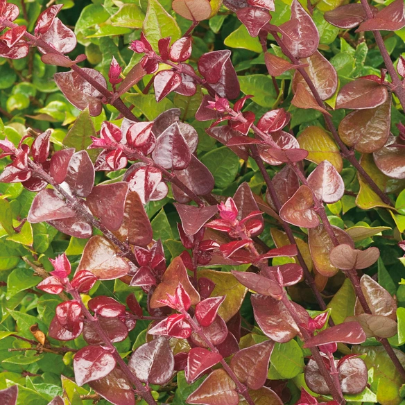 Geißblatt, Lonicera nitida »Red Tip«, Blätter: grün, Blüten: creme