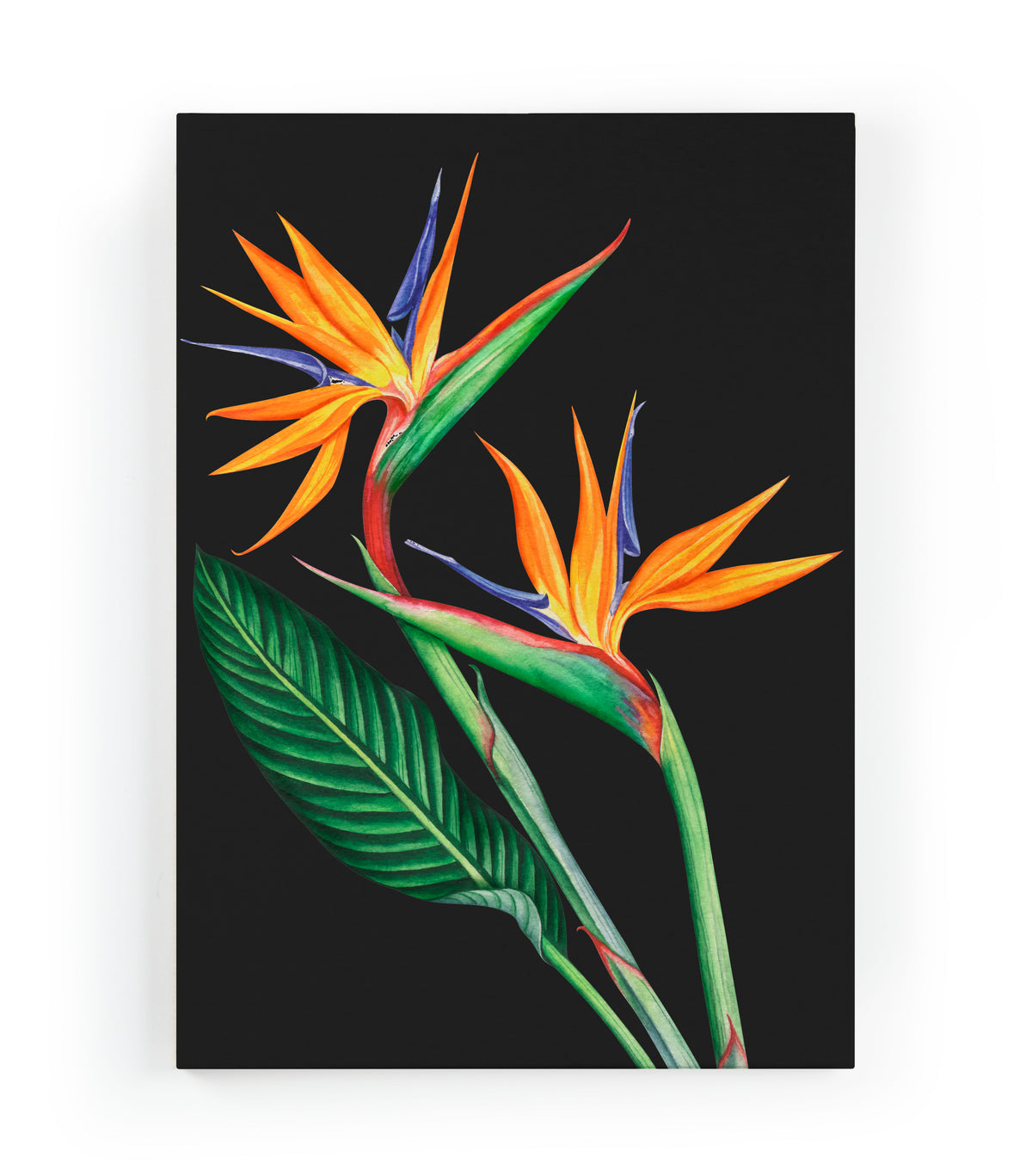 Canvas 60x40 Afdruk Paradijsvogelbloem