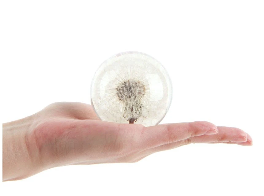 Real Dandelion Seed Paperweight | Resin Office Decor (2.75