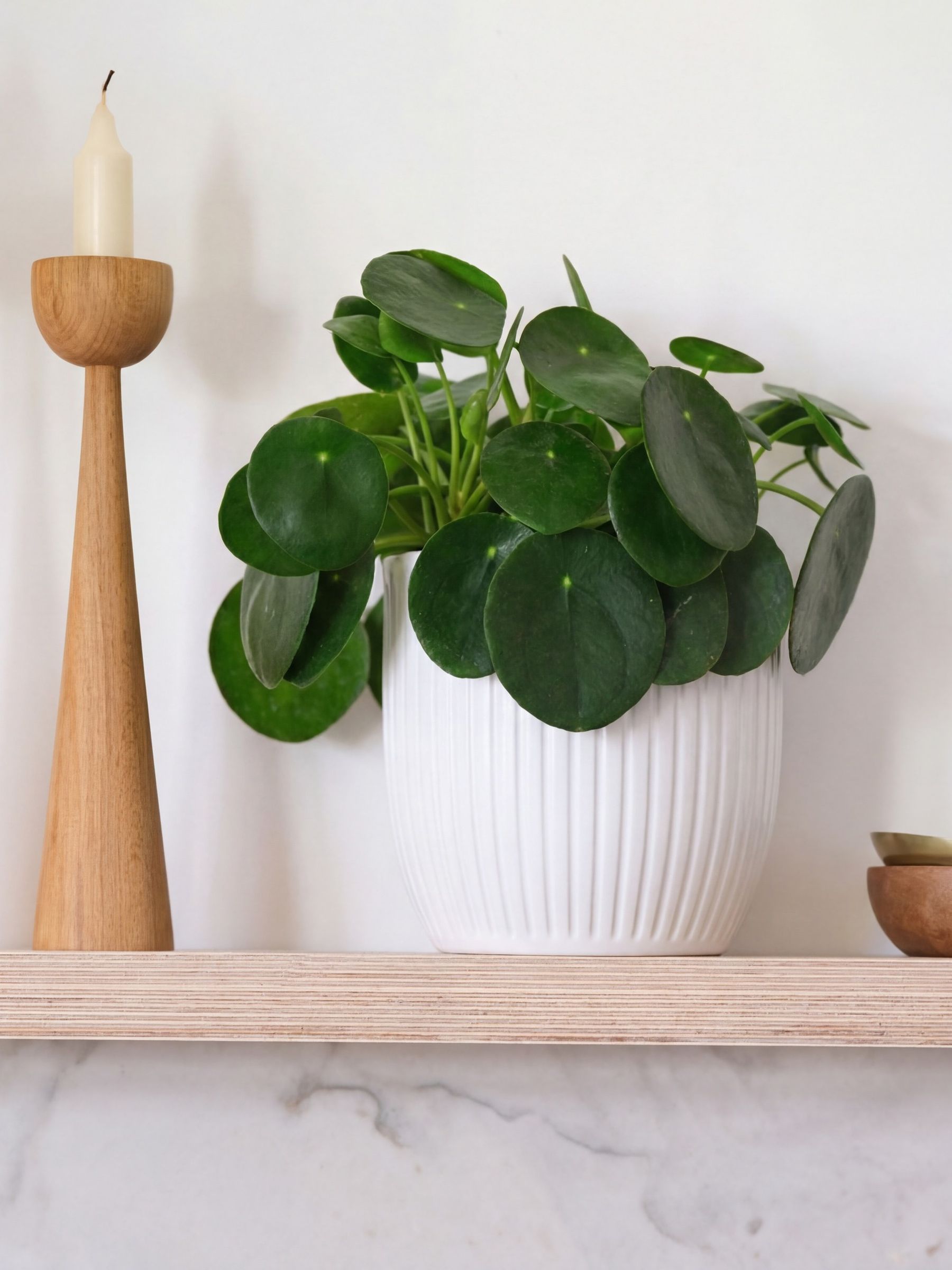 Beards & Daisies White Real Money Plant in Ribbed Pot
