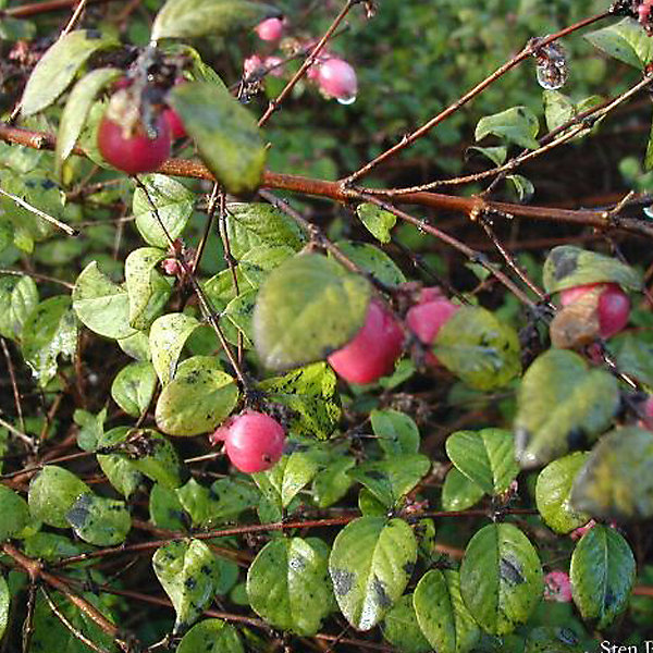 2 x Symphorine de Chenault - Symphoricarpos chenaultii- 50-60 cm pot