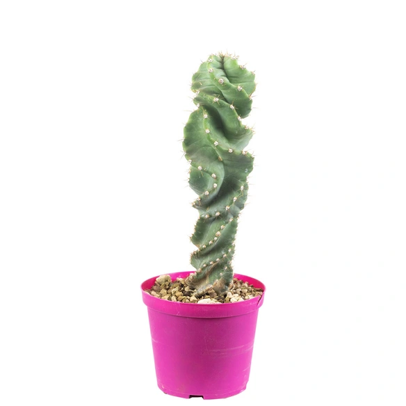 Säulenkaktus, Cereus Peruvianus