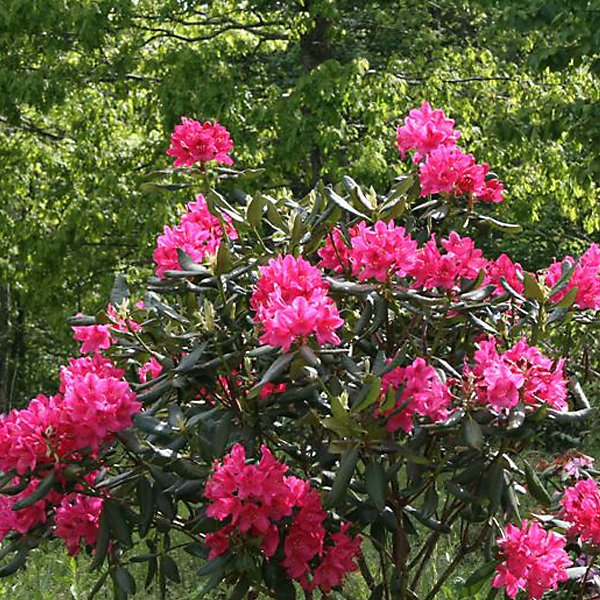 2 x Rhododendron 'Nova Zembla' - 40-50 cm pot