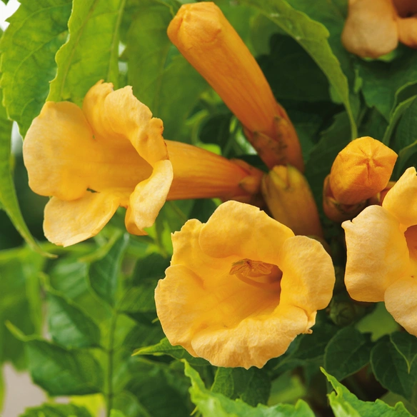 Klettertrompete, Campsis radicans »Flava«, gelb, winterhart