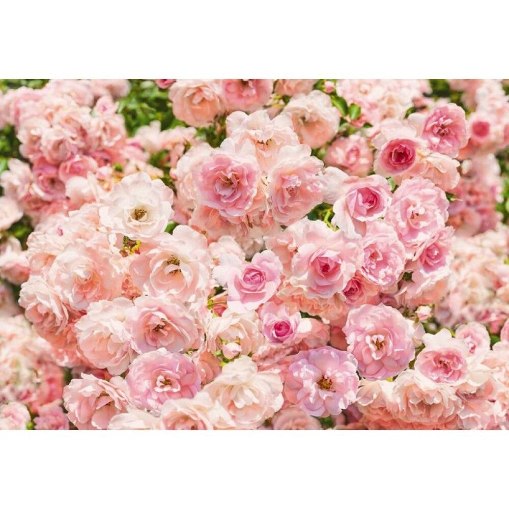 FOTOTAPET KOMAR ROSA ROSER 368X254CM