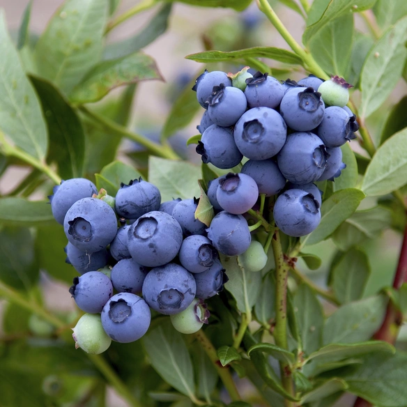 Heidelbeere, Vaccinium corymbosum »Duke«, Frucht: blau, zum Verzehr geeignet