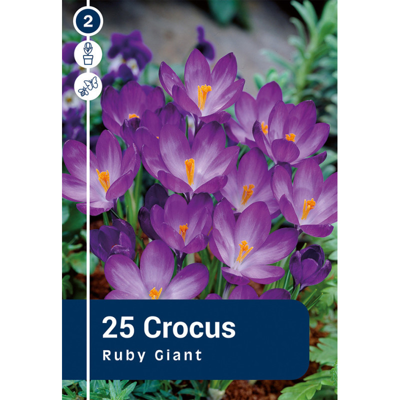 Bulbes de crocus Ruby Giant 25 pièces
