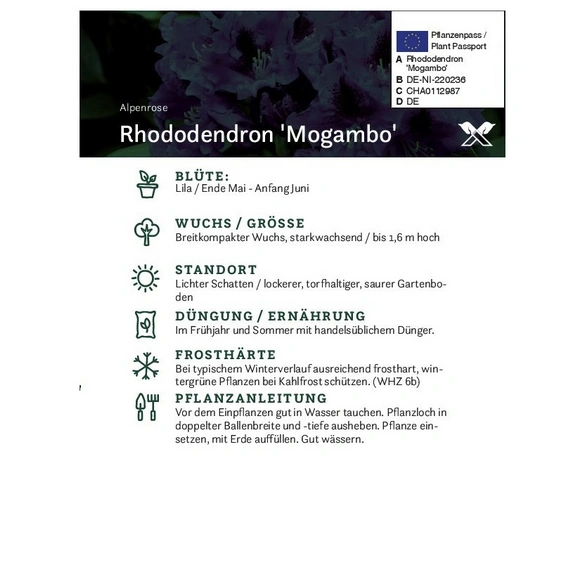 Rhododendron »Mogambo«, violett, Höhe: 30 - 40 cm