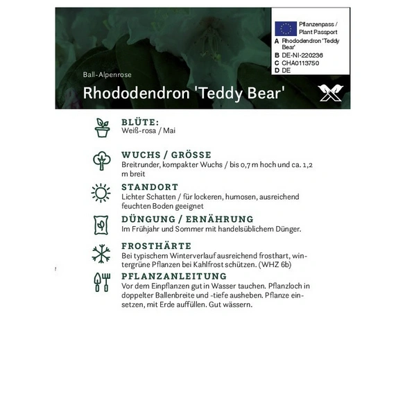 Rhododendron »Teddy Bear«, rosa, Höhe: 30 - 40 cm