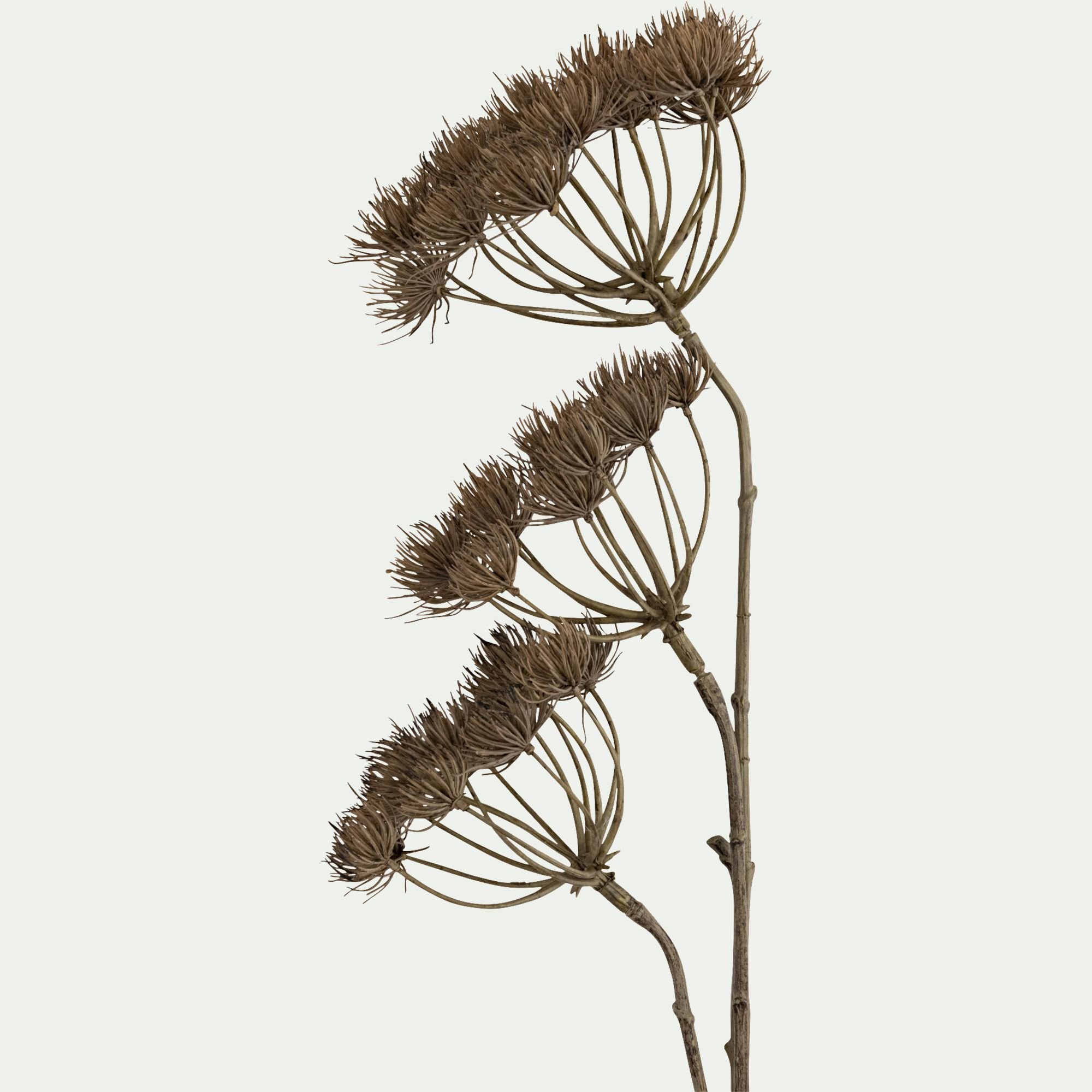 BERILLO - Branche d'Heracleum artificielle H109 - marron