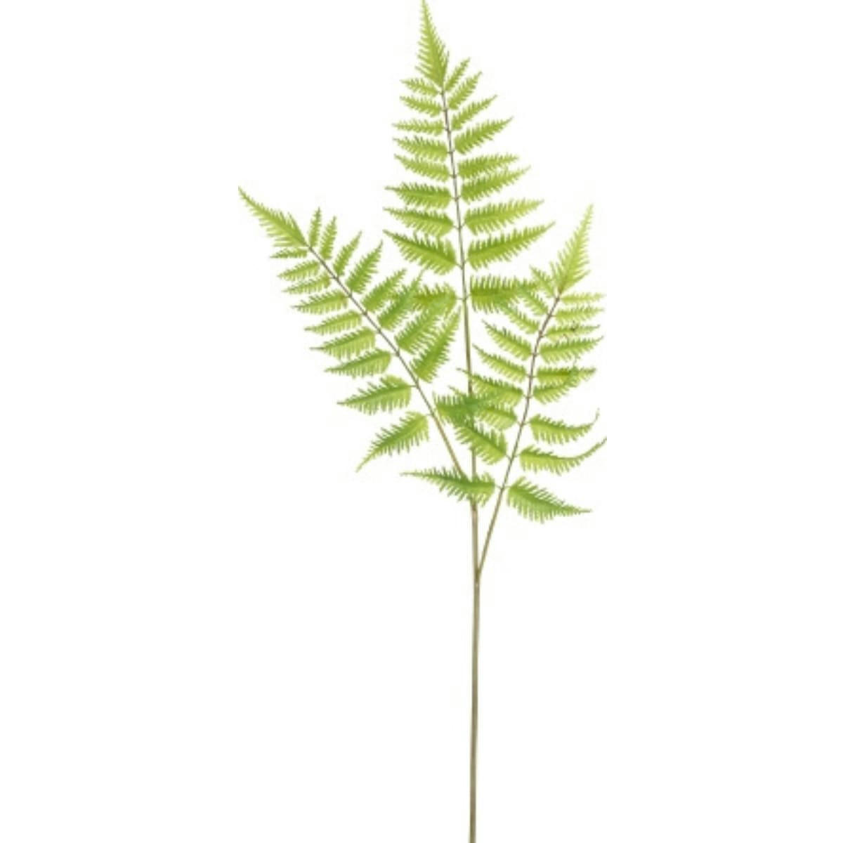 - Tige de fougère à 3 feuilles H90