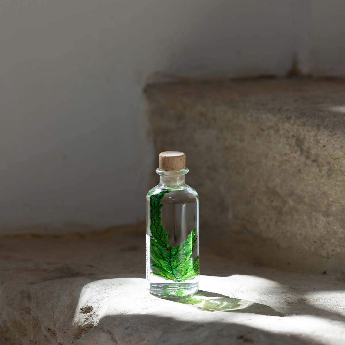 HERBARIUM DE THEOPHILE - Plante immergée Fougère Colombienne