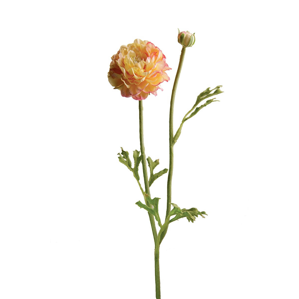 MATHILDA - Renoncule Mathilda