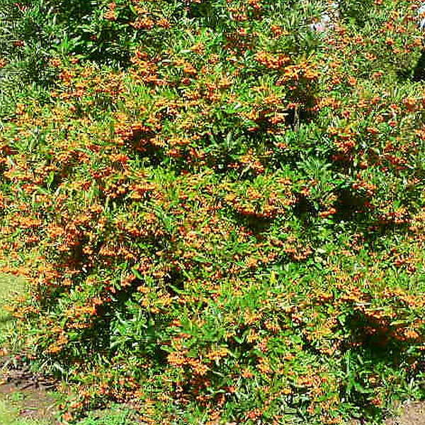 2 x Buisson ardent 'Golden Charmer' - Pyracantha 'Golden Charmer'- 60-80 cm pot