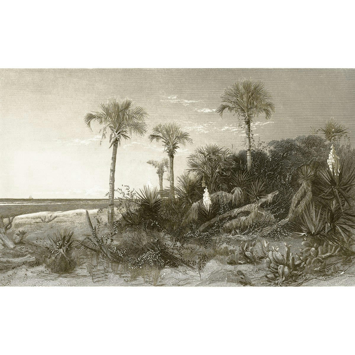 CALADESI BAY SÃ‰PIA - Papier peint panoramique en Papier Ivoire  432x265